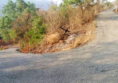 Reverie Forest House Plots